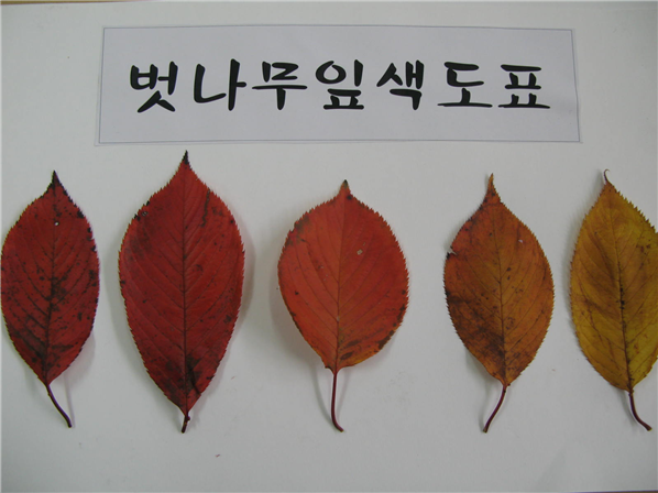 [사진] 벗나무잎 색도표